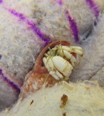 Pagurus novizealandiae