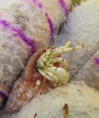 Pagurus novizealandiae