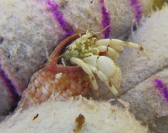 Pagurus novizealandiae