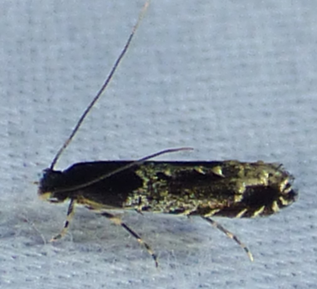 Homosetia argentinotella
