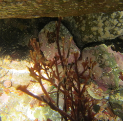 Melanthalia