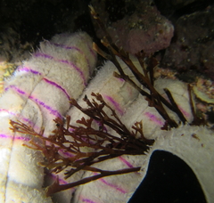 Melanthalia