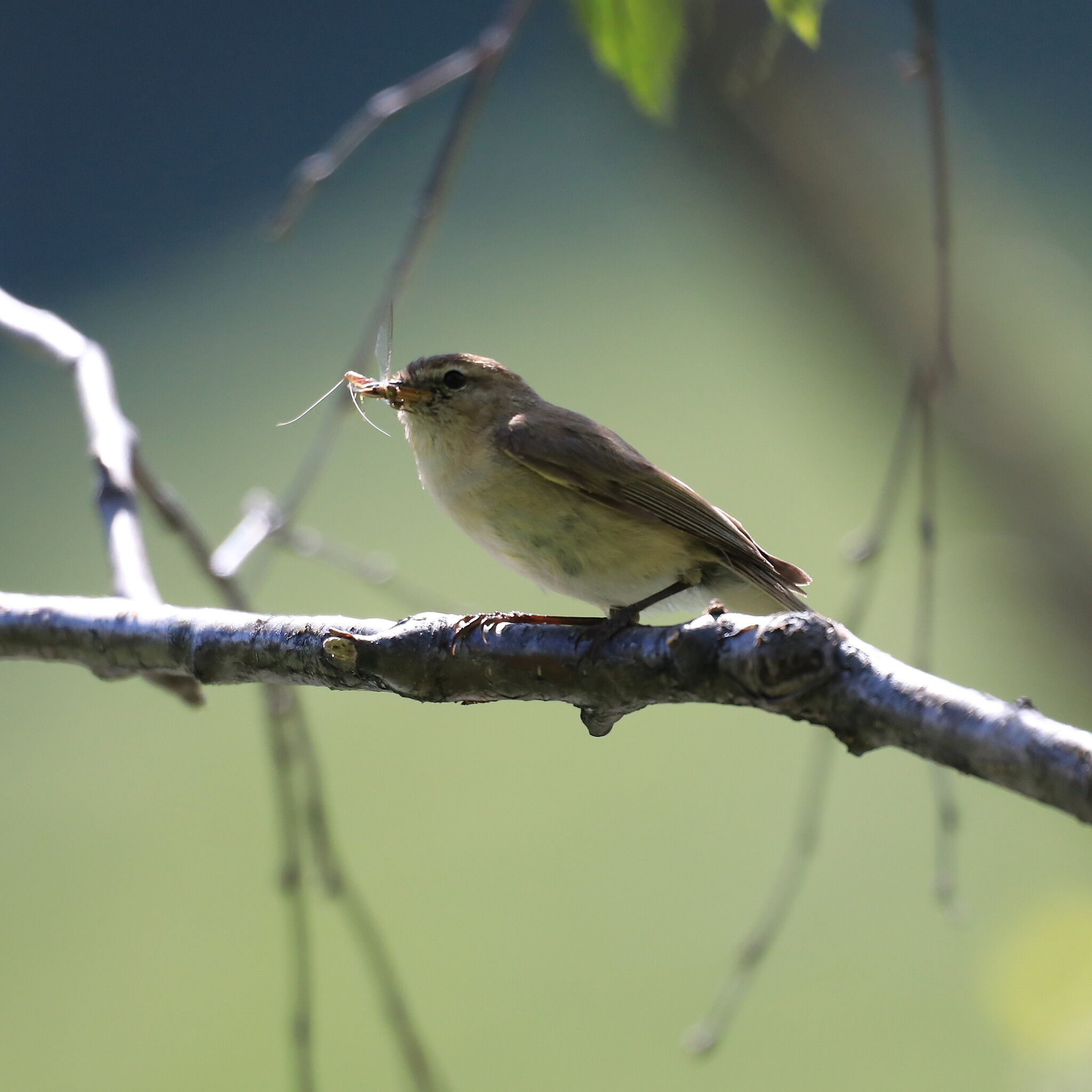 Mountain Chiffchaff (Phylloscopus sindianus), photo 10
