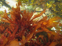 Cladhymenia