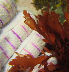 Cladhymenia