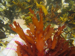 Cladhymenia