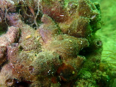 Blunt-Spined Microcosmus photo 4