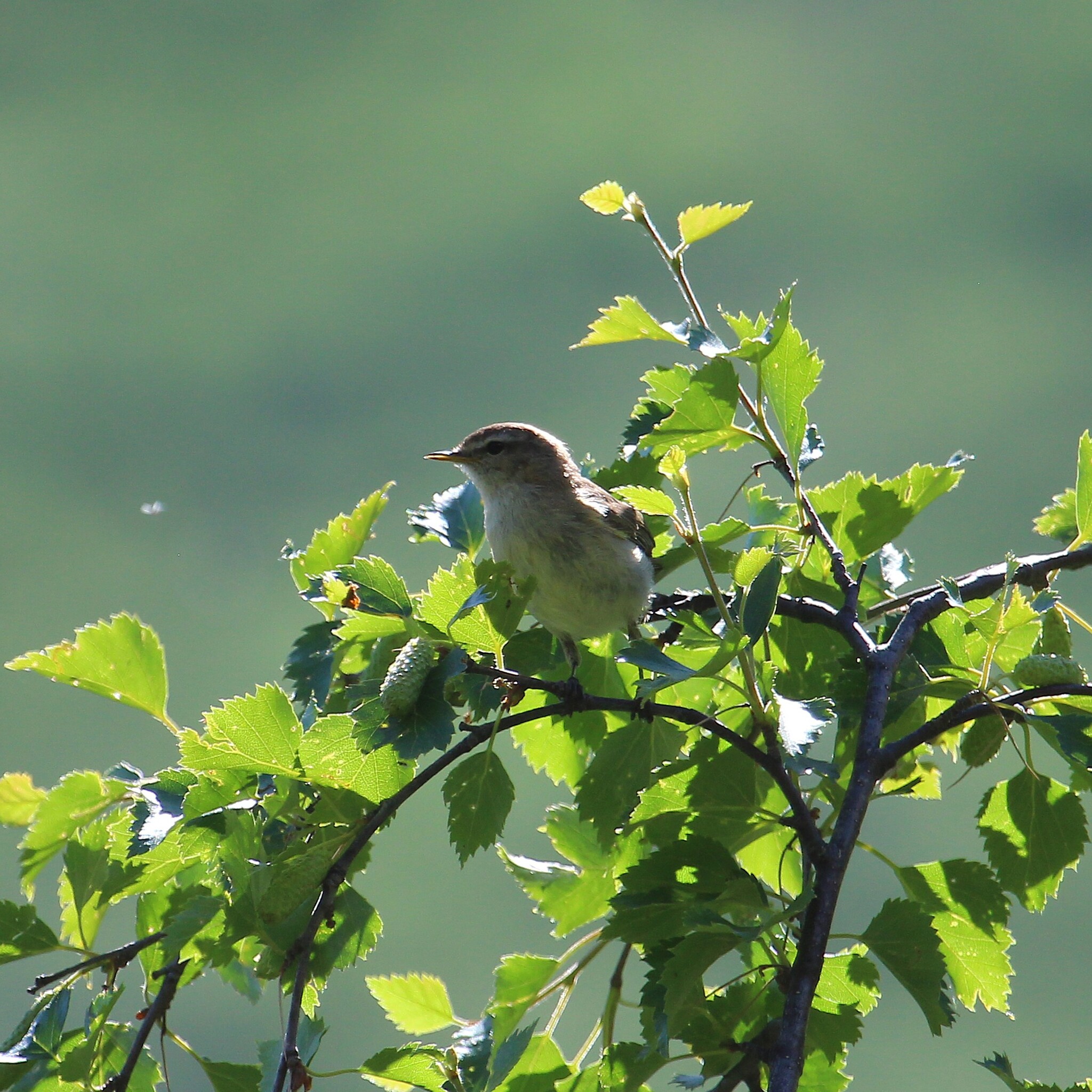 Mountain Chiffchaff (Phylloscopus sindianus), photo 9