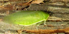 Panchlora nivea