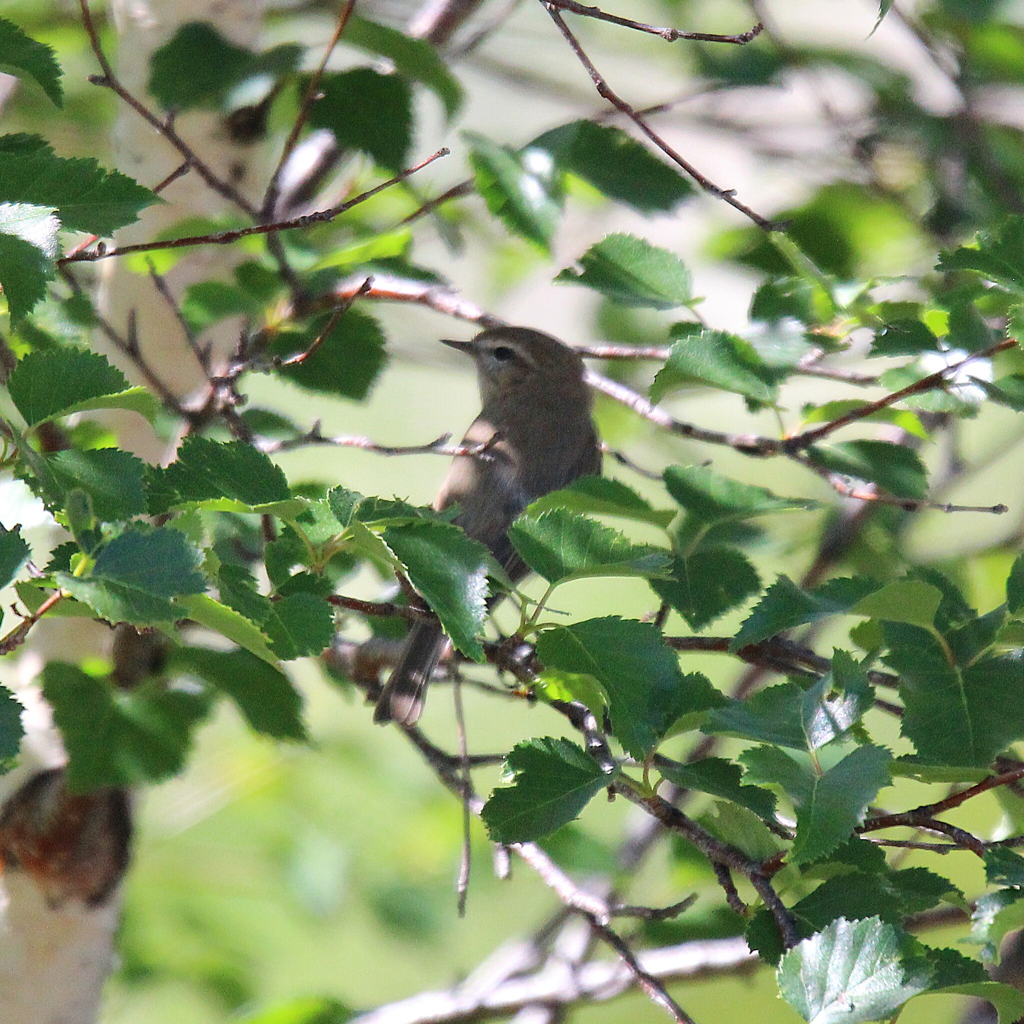 Mountain Chiffchaff (Phylloscopus sindianus), photo 4