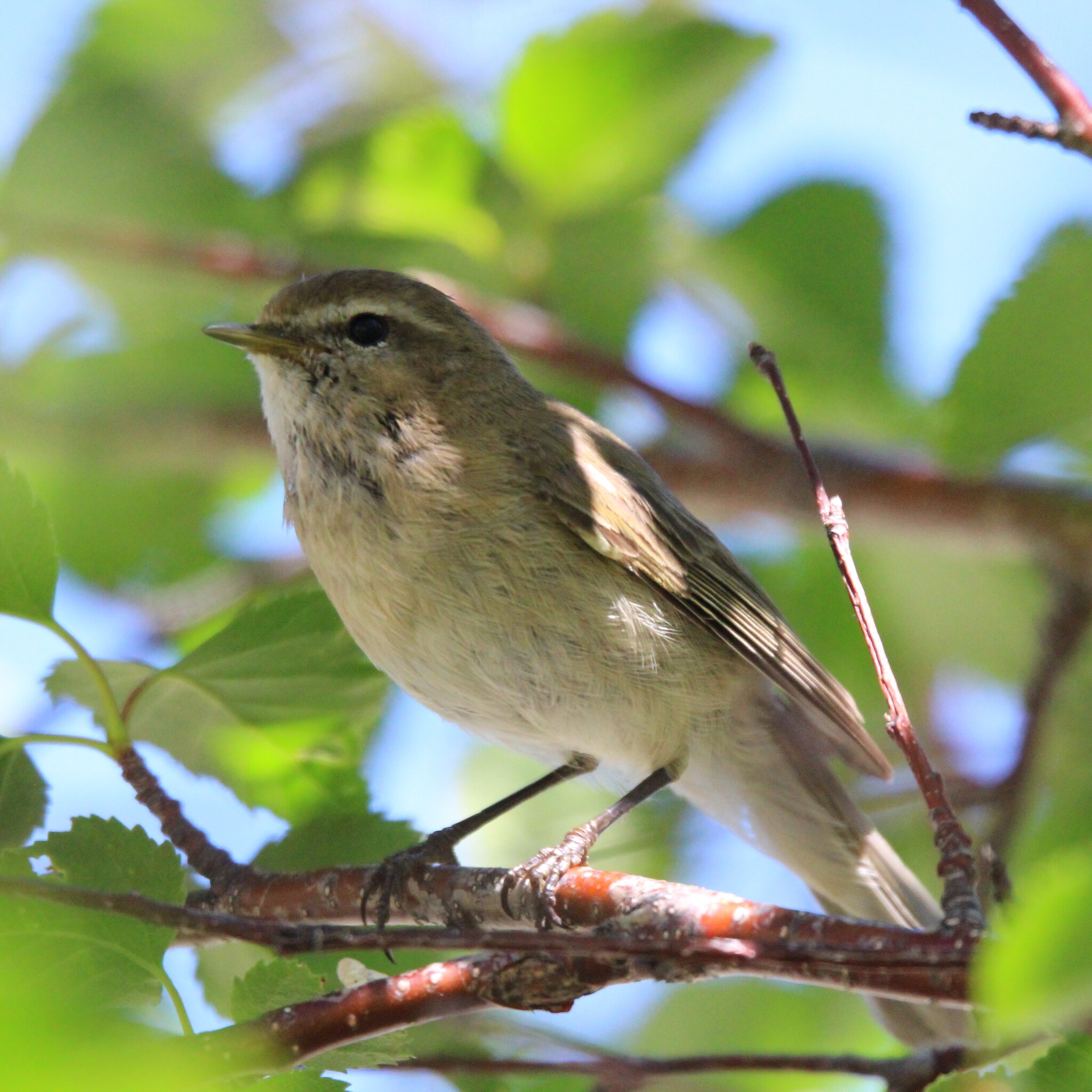 Mountain Chiffchaff (Phylloscopus sindianus), photo 3