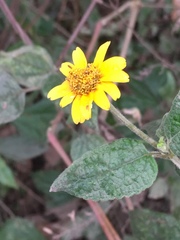 Asteraceae