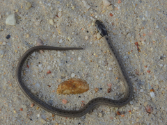 Macroprotodon brevis