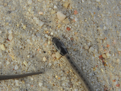 Macroprotodon brevis