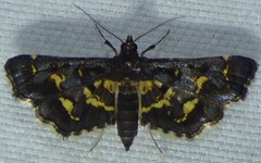 Eurrhyparodes lygdamis