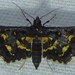 Spangled Emberwing Moth - Photo no rights reserved, uploaded by kcthetc1