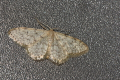 Idaea typicata