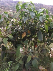 Miconia