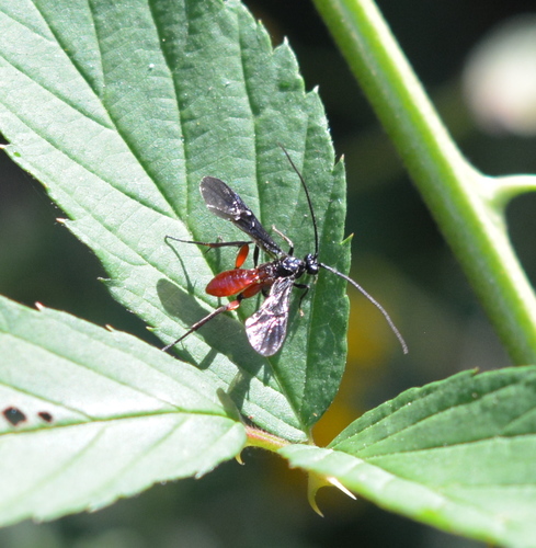 Alabagrus texanus photo 3
