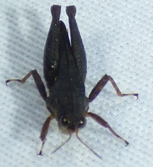 Tettigidea lateralis