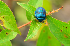 Pachycoris