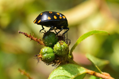 Pachycoris