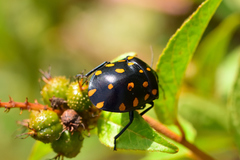 Pachycoris