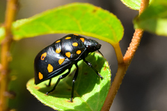 Pachycoris