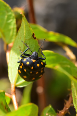 Pachycoris