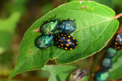 Pachycoris