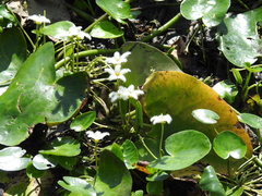 Nymphoides indica