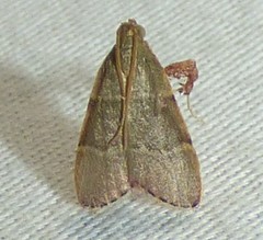 Basacallis tarachodes