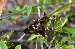 Thespieus macareus