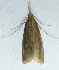 Donacaula melinellus