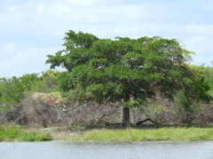 Terminalia buceras