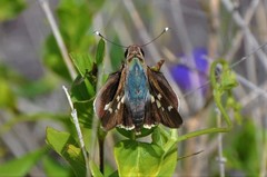 Thespieus macareus