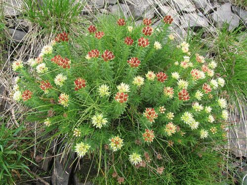 ice roseroot (Rhodiola algida)