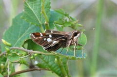 Thespieus macareus