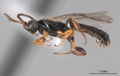 Metopiinae