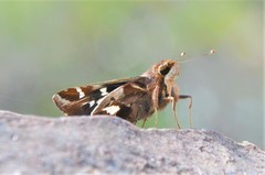 Thespieus macareus