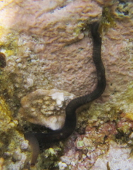 Odontosyllis polycera image