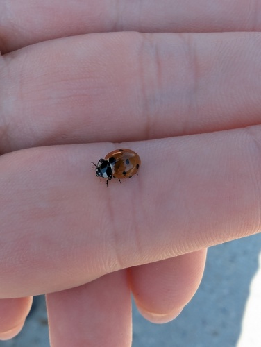 Seven-spotted Lady Beetle photographed in Wyoming