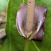 Anthurium loretense Croat