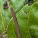 Anthurium loretense Croat 2