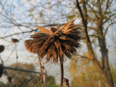 Echinops sphaerocephalus