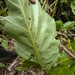 Anthurium loretense Croat 4