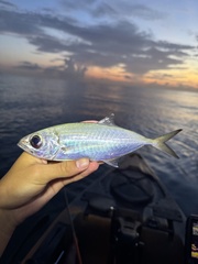 Bigeye Scad photo 4