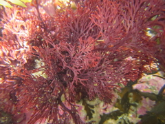 Melanthalia abscissa