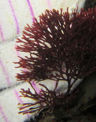 Melanthalia abscissa