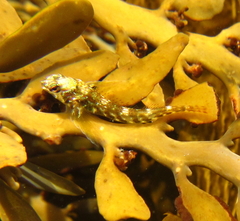 Bellapiscis lesleyae